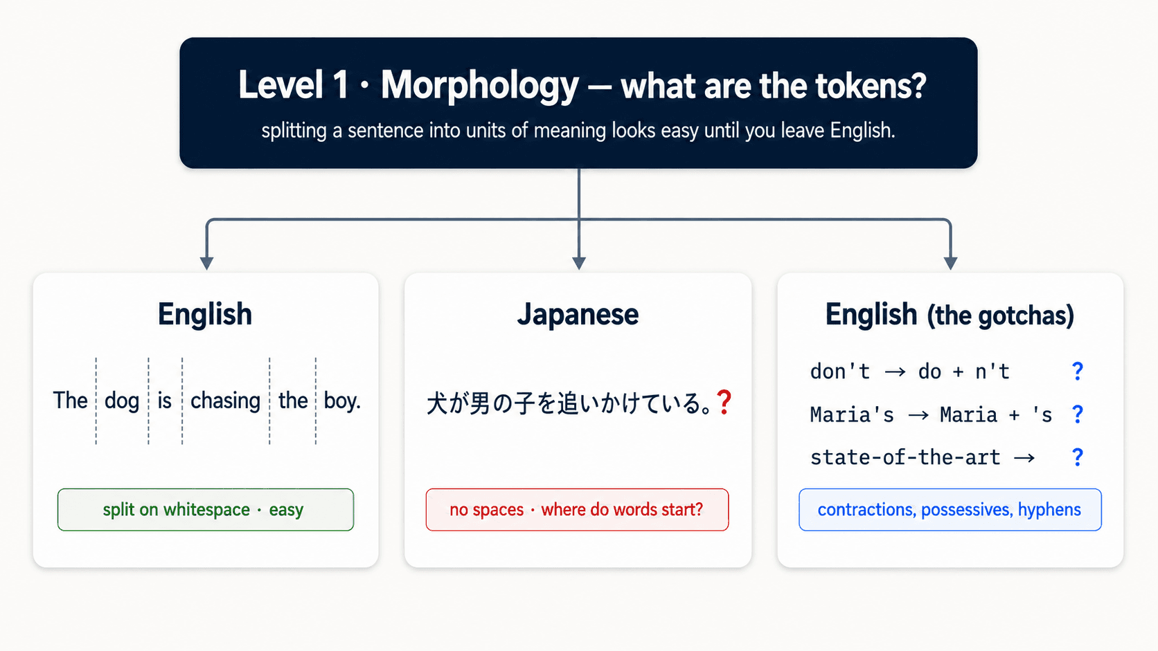 A clean instructional diagram in dark navy on a white background, minimal blog style. Title at the top: 'Level 1 — Morphology · what are the tokens?'. Three side-by-side cards. Card 1 'English (easy)' shows the sentence 'The dog is chasing the boy.' with vertical dashed slate-blue dividers between each word, producing tokens [The | dog | is | chasing | the | boy]. A green pill at the bottom of the card reads 'split on whitespace'. Card 2 'Japanese (hard)' shows the sentence '犬が男の子を追いかけている。' as one solid string with no separators, then below it a question mark inside a red circle, and a red pill labeled 'no spaces — where do words start?'. Card 3 'English (the gotchas)' shows three small examples: 'don't → do + n't', 'Maria's → Maria + 's', 'state-of-the-art → ?', each with a red question mark next to it; pill at the bottom in amber: 'contractions, possessives, hyphens'. Caption at the bottom in faint slate-blue: 'Tokenization looks easy until you leave English.'