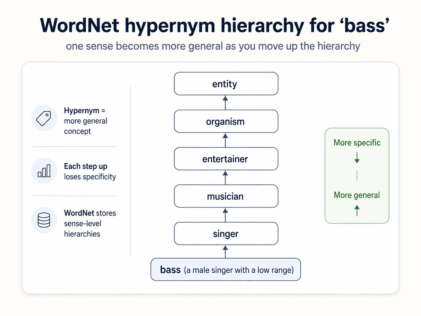 A vertical hypernym hierarchy for the word bass. From bottom to top: bass (a male singer with a low range) → singer → musician → entertainer → organism → entity. Side notes: Hypernym = more general concept; each step up loses specificity; WordNet stores sense-level hierarchies. Right column shows a vertical axis from More specific (bottom) to More general (top).